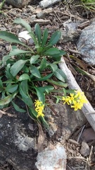 Solidago randii