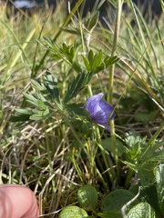 Aconitum delphiniifolium