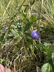 Aconitum delphiniifolium
