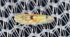 Erythroneura octonotata