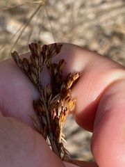 Juncus greenei