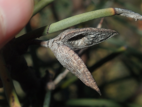 Image of Hakea recurva by (c) Thomas Mesaglio, some rights reserved (CC BY)
