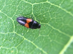 Drapetes exstriatus