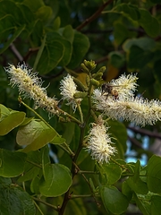 Apis mellifera