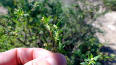 Pimelea microcephala