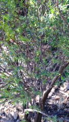 Pimelea microcephala