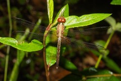 Erythrodiplax famula