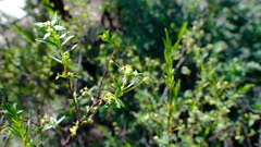 Pimelea microcephala