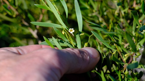 Image of Eremophila deserti by (c) Peter Crowcroft, some rights reserved (CC BY)