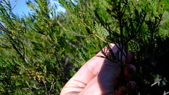 Dodonaea inaequifolia