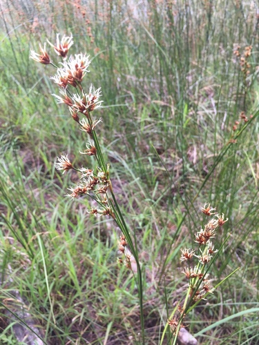 Smooth sawgrass (Cladium mariscoides)