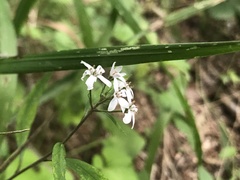 Lysimachia pentapetala