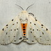 Salt Marsh Moth - Photo (c) G. L. Dearman, some rights reserved (CC BY-NC), uploaded by G. L. Dearman