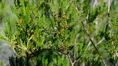 Dodonaea inaequifolia