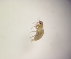 Puliciphora