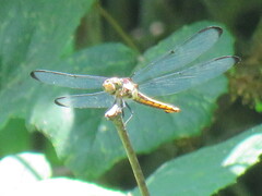 Libellula flavida