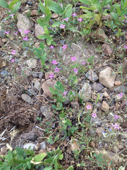 Polemoniaceae