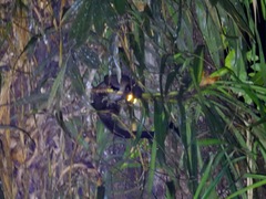 Paradoxurus philippinensis