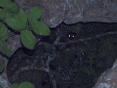 Paradoxurus philippinensis