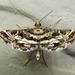 Brindled Shawl Moth - Photo (c) G. L. Dearman, some rights reserved (CC BY-NC), uploaded by G. L. Dearman