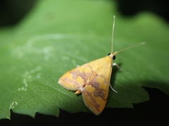 Pyrausta phoenicealis