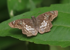 Caprona ransonnettii