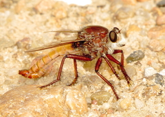 Proctacanthus hinei