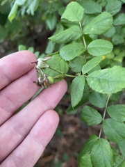 Rosa multiflora
