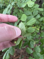 Rosa multiflora