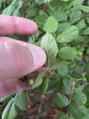 Rosa multiflora