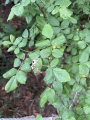 Rosa multiflora