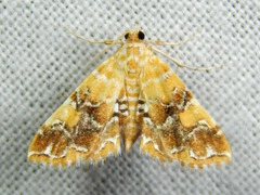 Elophila nebulosalis image