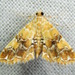 Elophila nebulosalis - Photo (c) G. L. Dearman, algunos derechos reservados (CC BY-NC), subido por G. L. Dearman