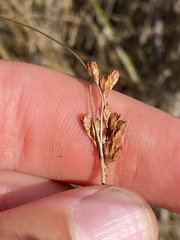 Juncus greenei
