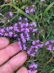 Thymus praecox