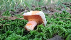 Lactarius salmoneus