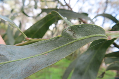 Acacia difformis
