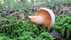 Lactarius salmoneus