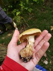 Cortinarius triumphans