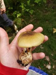 Cortinarius triumphans