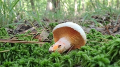 Lactarius salmoneus