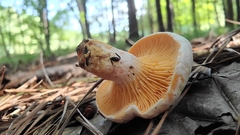 Lactarius salmoneus