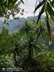 Dracaena cochinchinensis