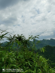 Dracaena cochinchinensis