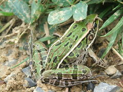 Lithobates pipiens