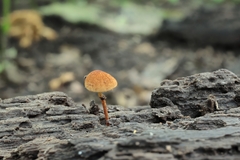 Phaeomarasmius proximans