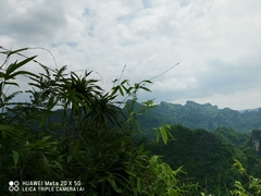 Dracaena cochinchinensis