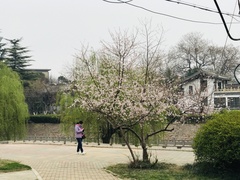 Amygdalus