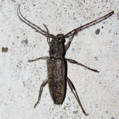 Elaphidion linsleyi