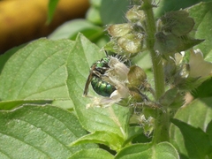 Ceratina smaragdula